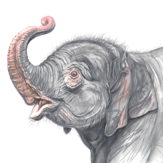 Wenskaart olifantje begroet