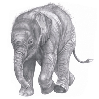 Wenskaart Lopend olifantje