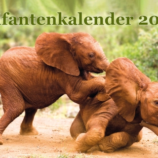 Pre-order Olifantenkalender 2026 (verwacht eind november)