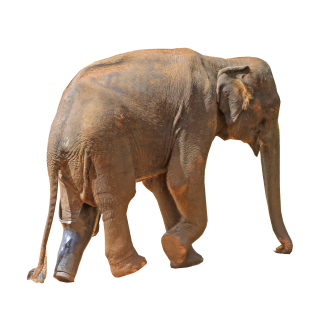 Donatie - Protheses voor Namal