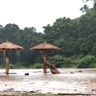 Donatie - Help Elephant Nature Park